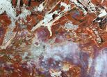 Colorful, Polished Arizona Petrified Wood Round #56030-1